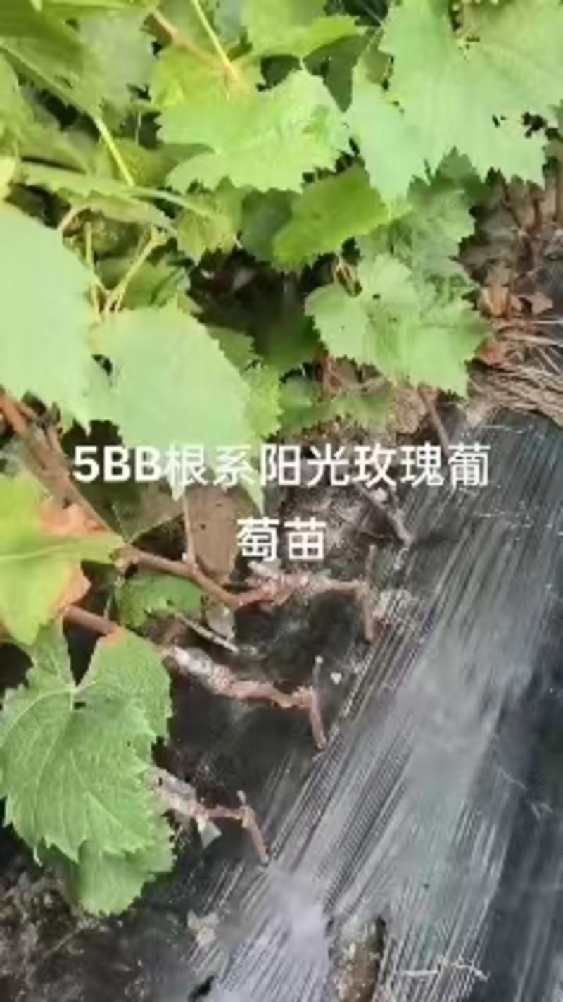 浙江5BB阳光玫瑰苗，基地直供，保质保量，可视频看货