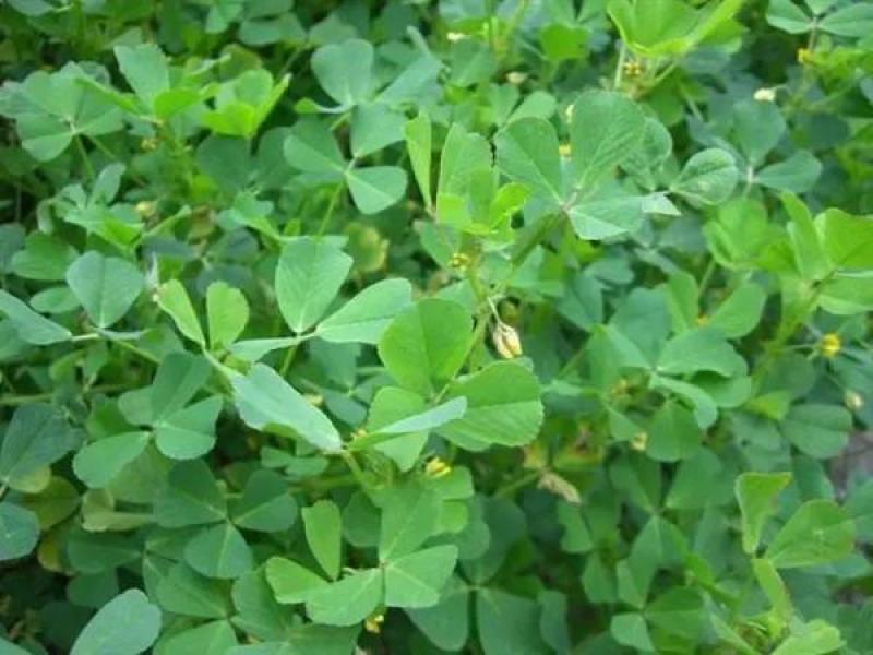 金花菜种子上海草头种子大叶黄花草头种菜籽三叶草秋季播蔬菜