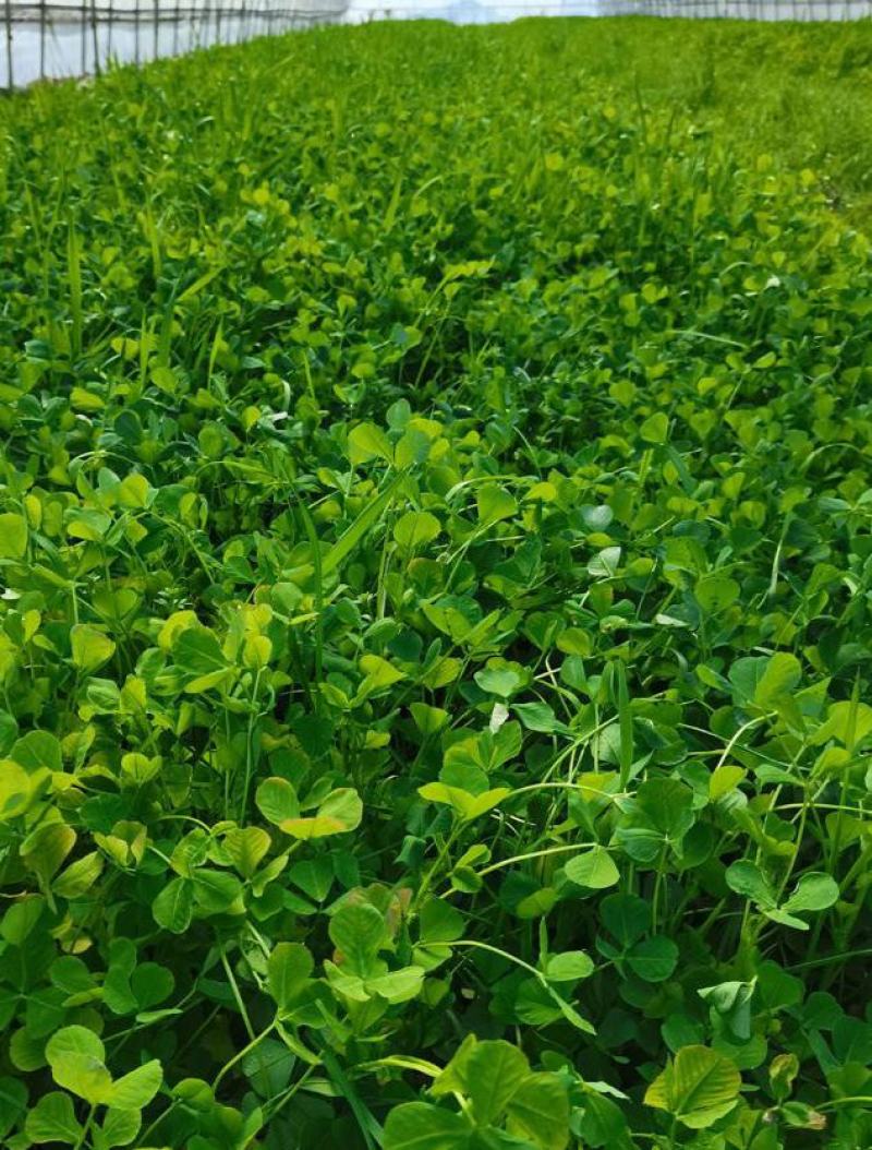 金花菜种子上海草头种子大叶黄花草头种菜籽三叶草秋季播蔬菜