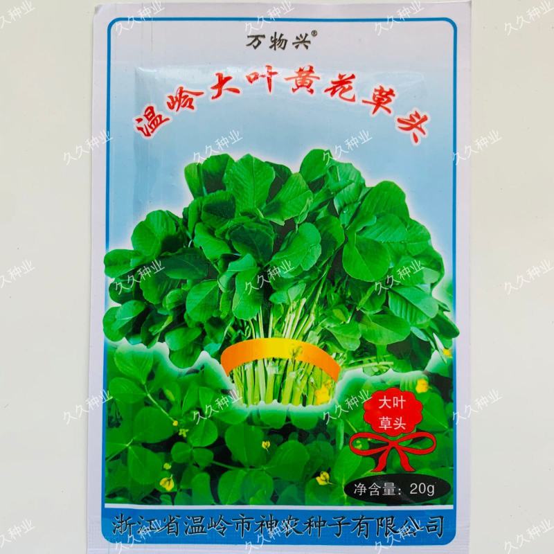 金花菜种子上海草头种子大叶黄花草头种菜籽三叶草秋季播蔬菜