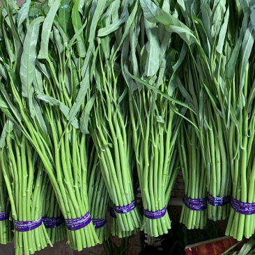 青根空心菜