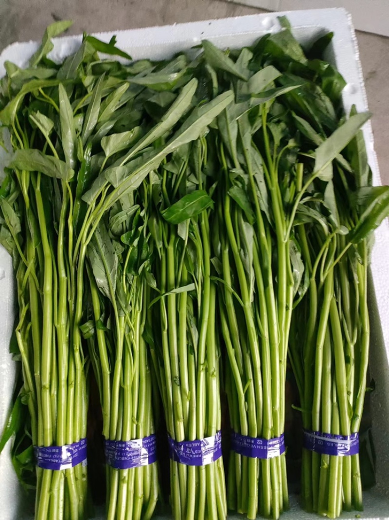 青根空心菜