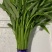 青根空心菜