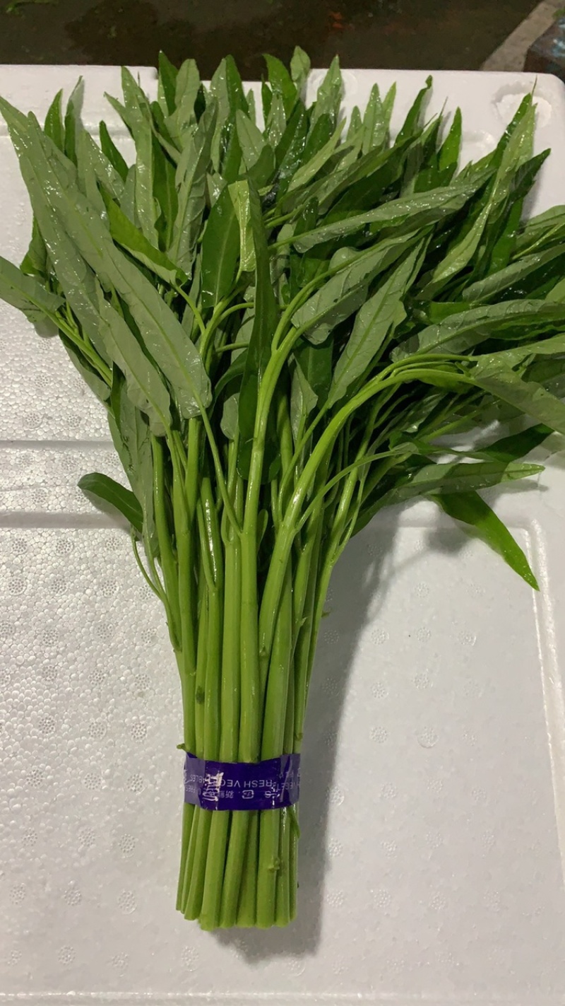 青根空心菜