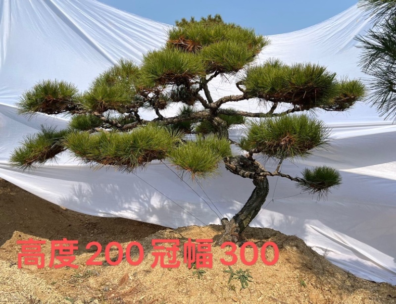造型油松黑松各种造型景观松欢迎新老客户前来浅谈合作