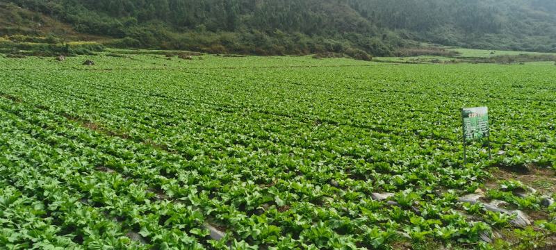 黔西南兴义市精品儿菜，基地货，保质保量，欢迎订购