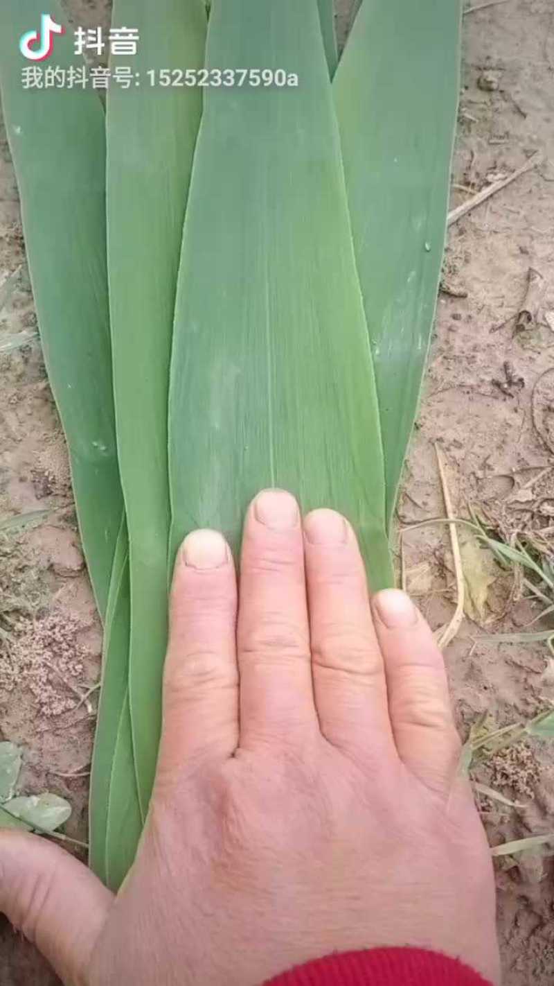芦苇叶