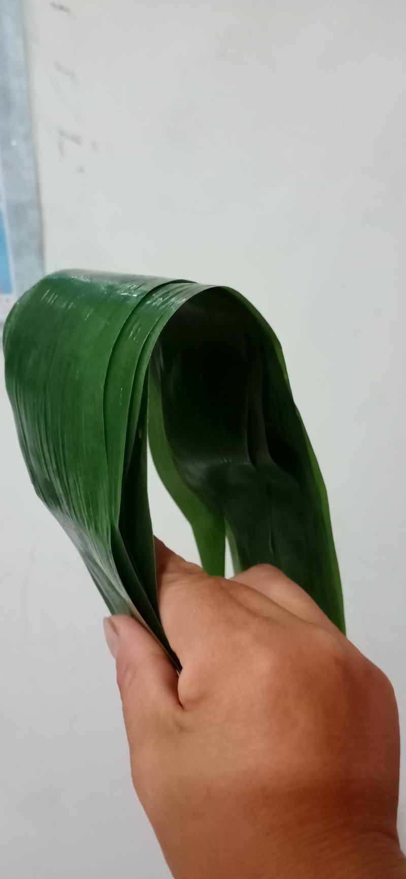 芦苇叶