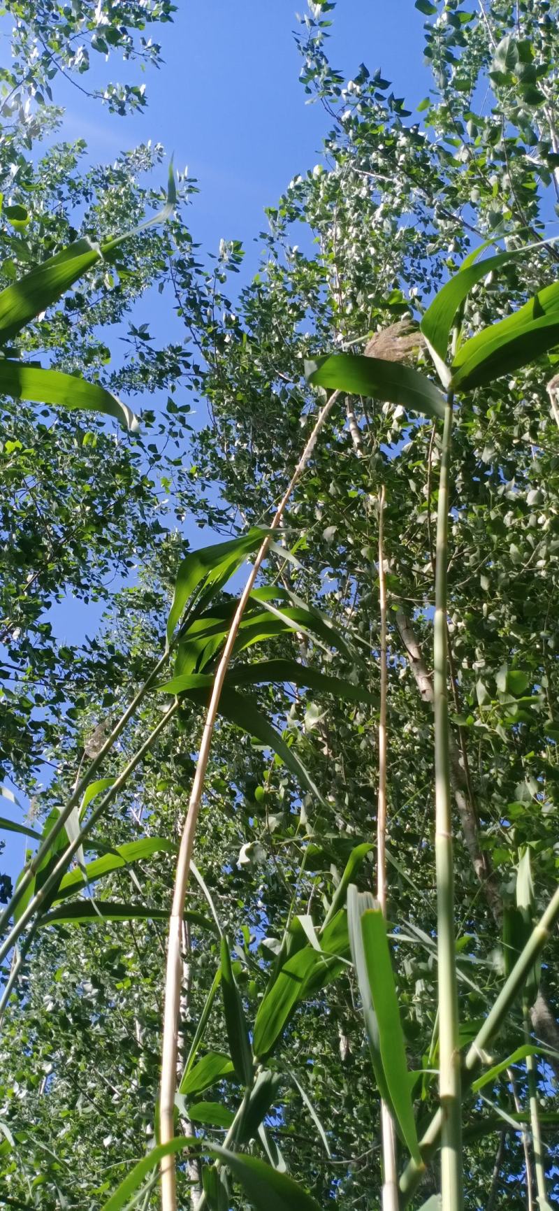芦苇叶