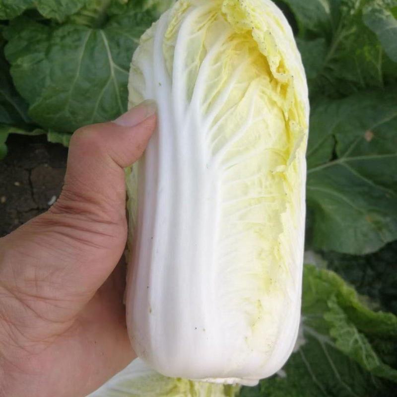 娃娃菜《大娃.小娃娃菜》上市.货源充，半毛