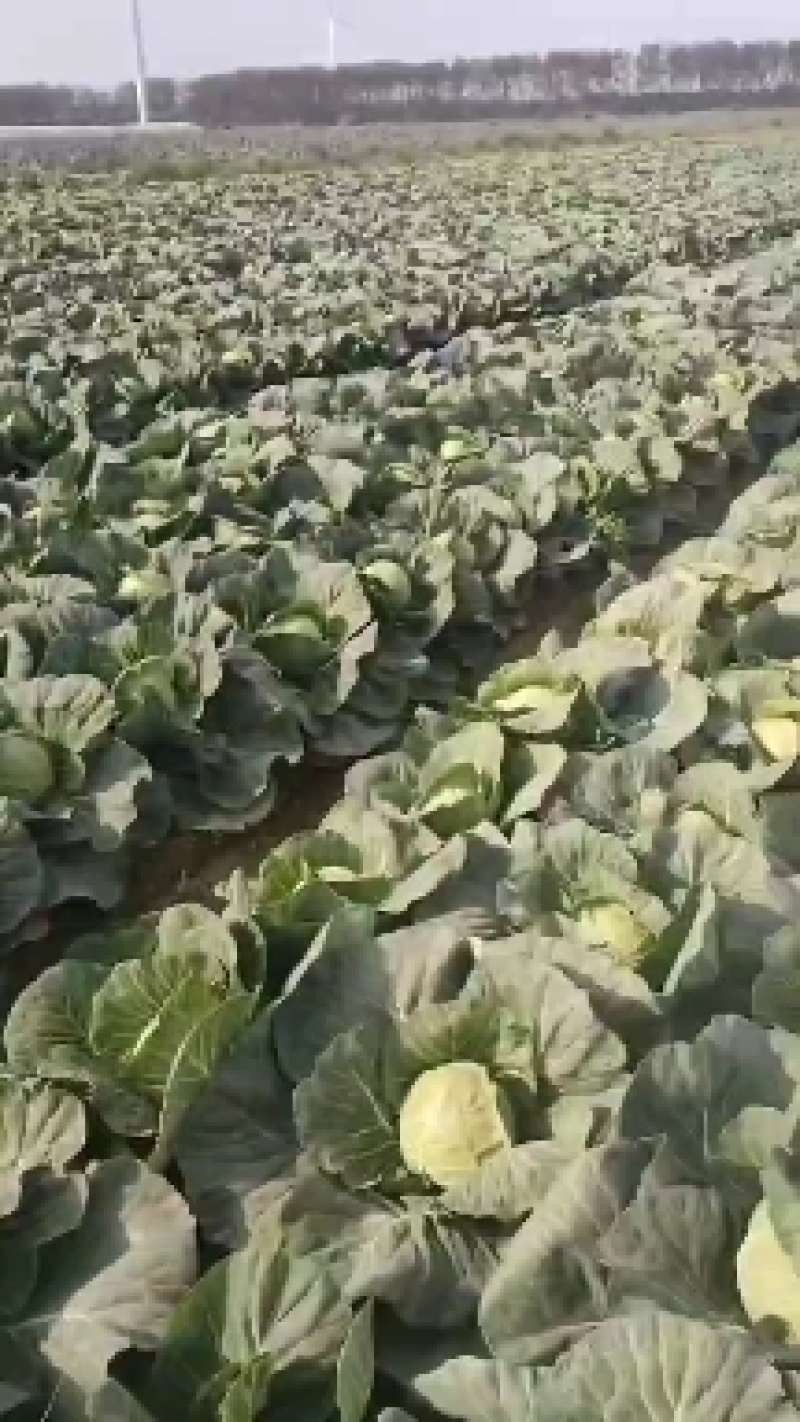 【发车快】京丰一号包菜甘蓝整车供应基地直发价格便宜