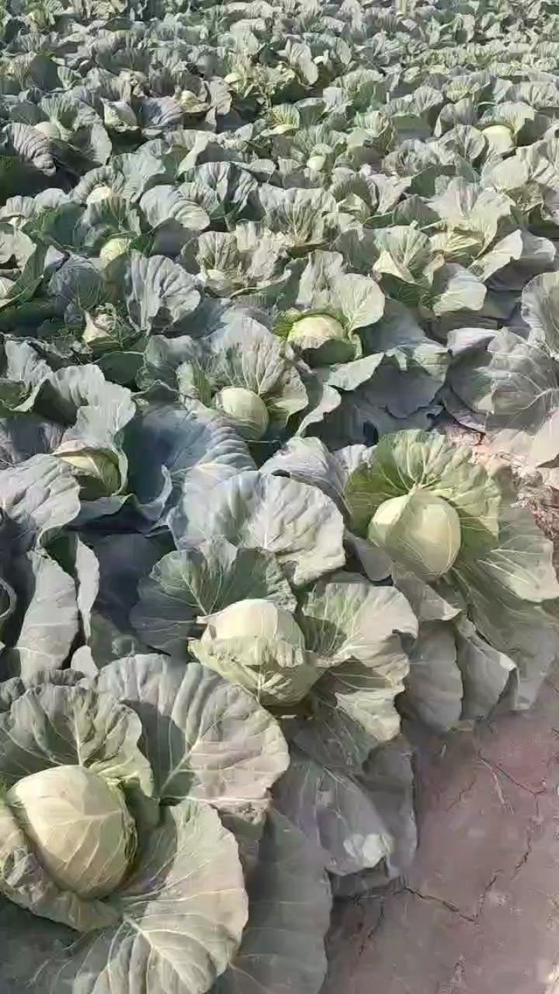 【发车快】京丰一号包菜甘蓝整车供应基地直发价格便宜