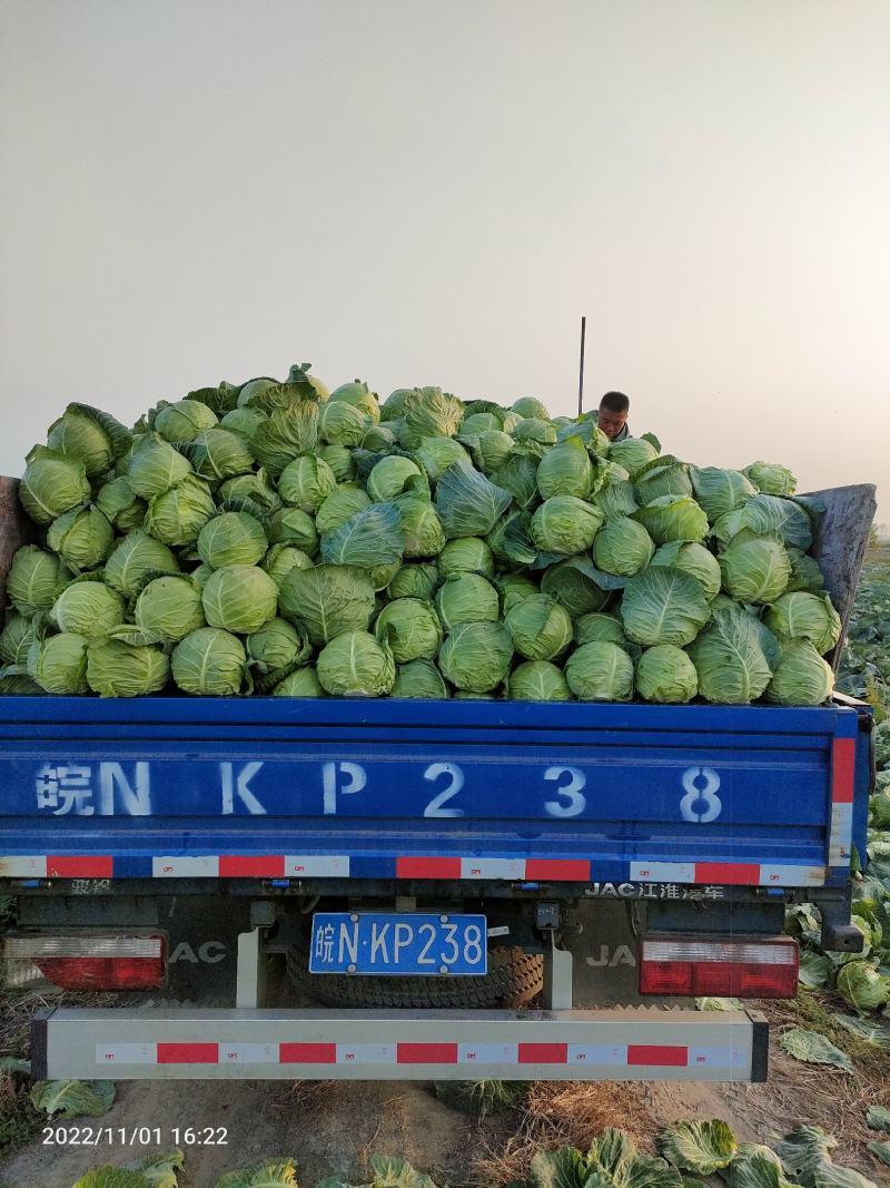 【发车快】京丰一号包菜甘蓝整车供应基地直发价格便宜