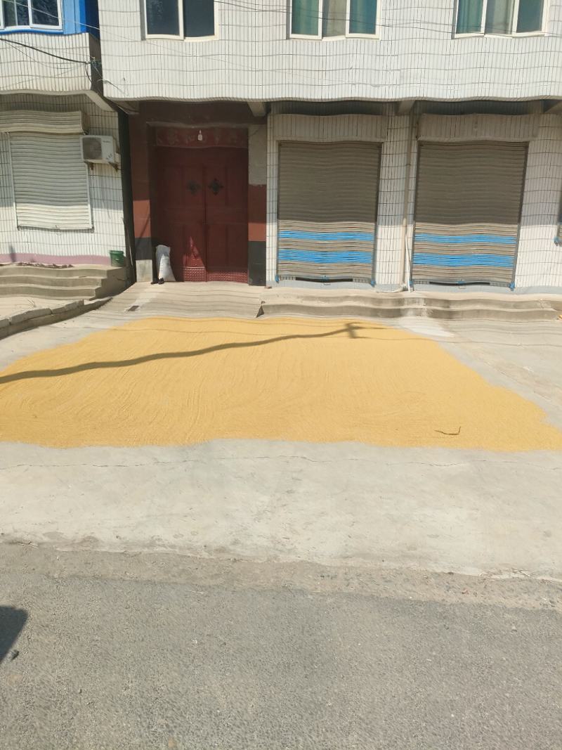 山东丘陵山小米新米上市原产地直发
