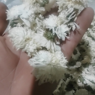 【荐】七月菊安徽菊花茶可视频看货