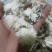 【荐】七月菊安徽菊花茶可视频看货