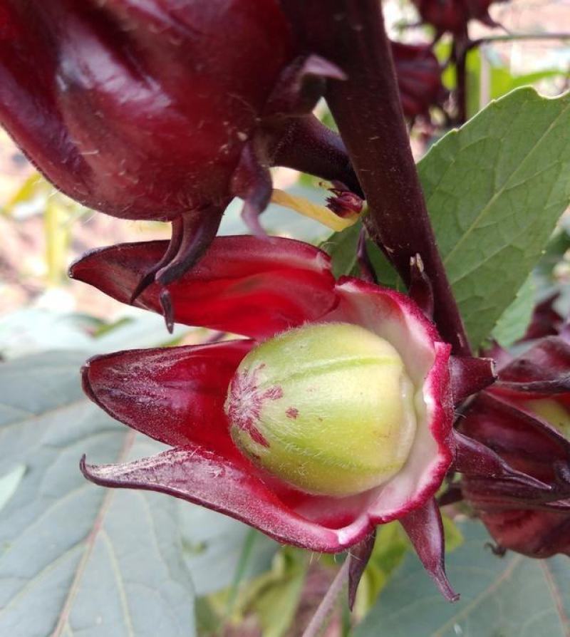 养生洛神花种子食用红桃K种子阳台盆栽茄花草茶种籽易种植