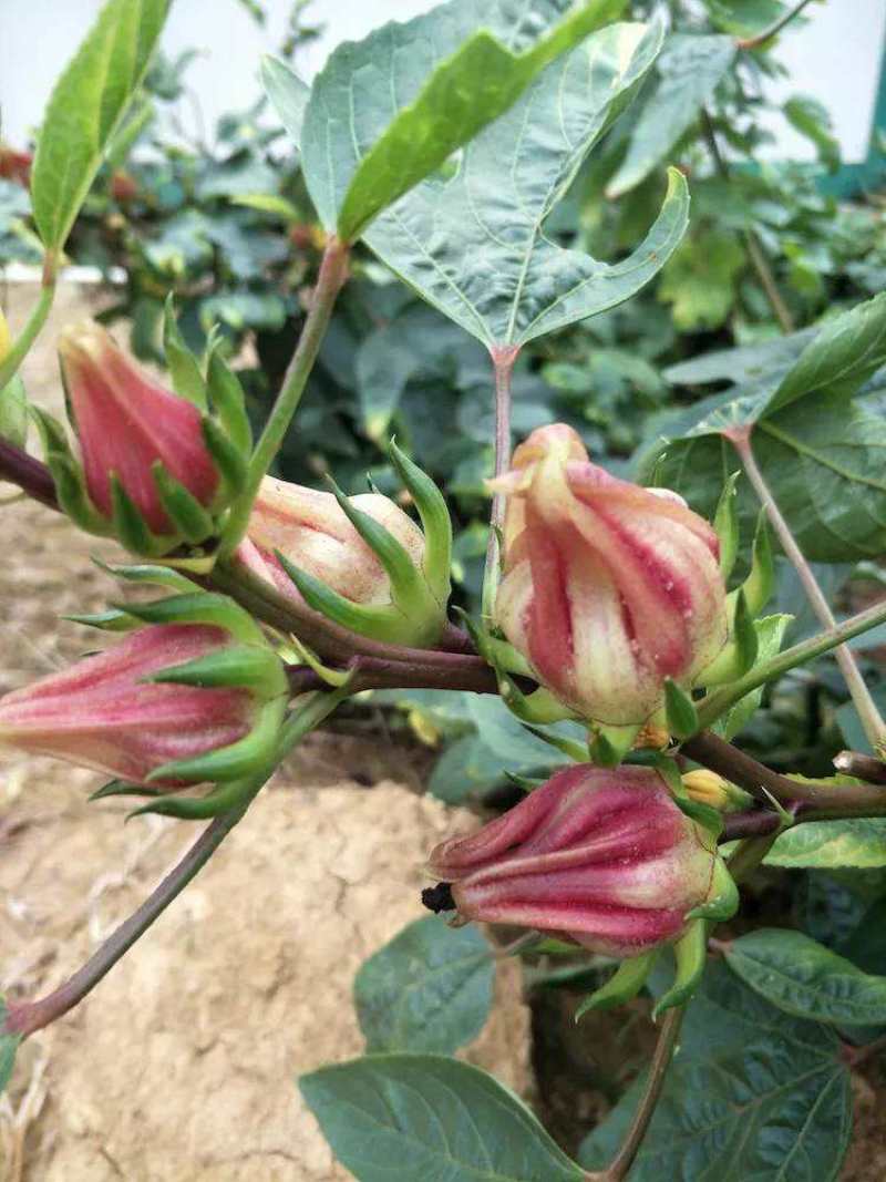养生洛神花种子食用红桃K种子阳台盆栽茄花草茶种籽易种植