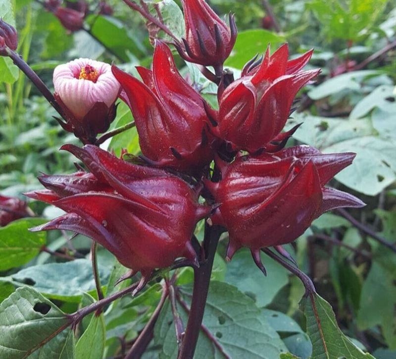 养生洛神花种子食用红桃K种子阳台盆栽茄花草茶种籽易种植