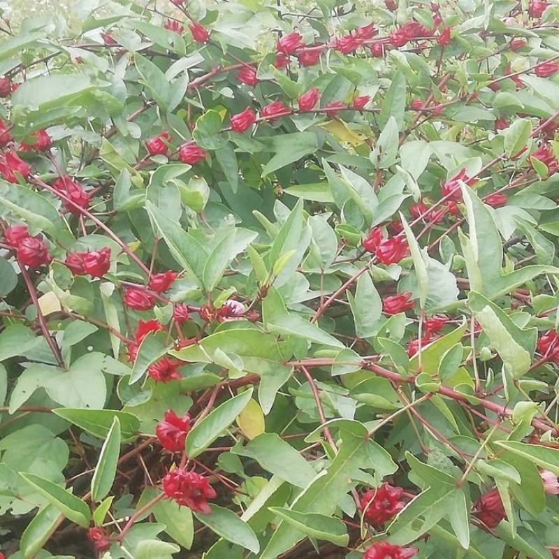 养生洛神花种子食用红桃K种子阳台盆栽茄花草茶种籽易种植