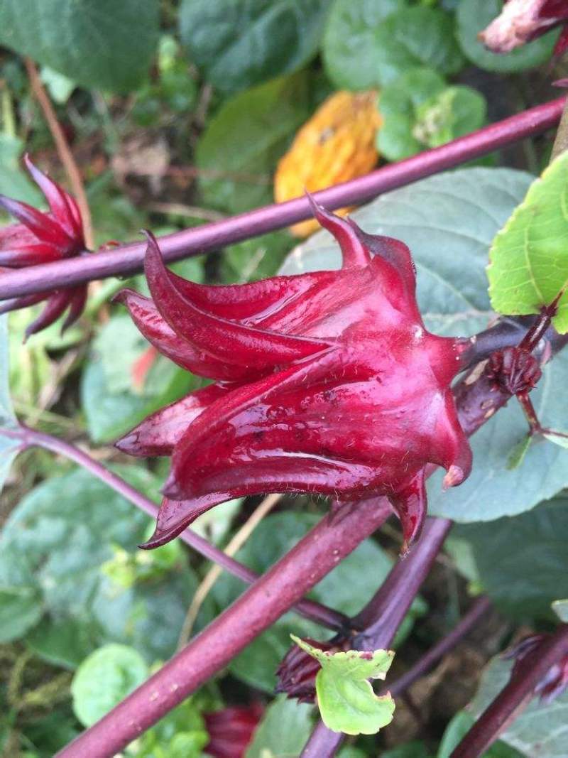 养生洛神花种子食用红桃K种子阳台盆栽茄花草茶种籽易种植