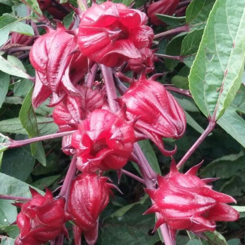 养生洛神花种子食用红桃K种子阳台盆栽茄花草茶种籽易种植