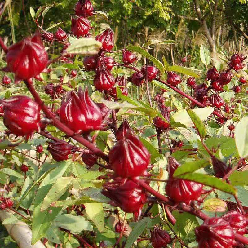 养生洛神花种子食用红桃K种子阳台盆栽茄花草茶种籽易种植