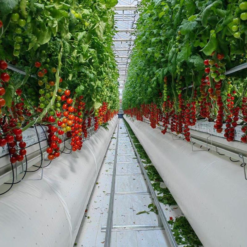 串收番茄，智能玻璃温室，椰糠种植，基地直发，货源稳定