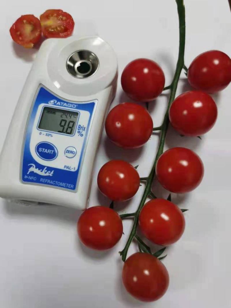 串收番茄，智能玻璃温室，椰糠种植，基地直发，货源稳定