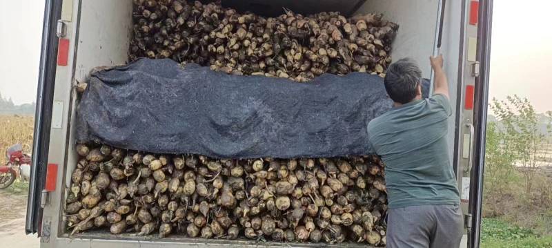 【推荐】湖南益阳精品鄂莲6号莲藕产地直发一手货源