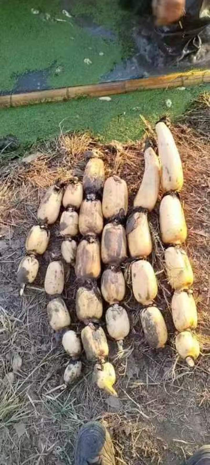 【推荐】湖南益阳精品鄂莲6号莲藕产地直发一手货源