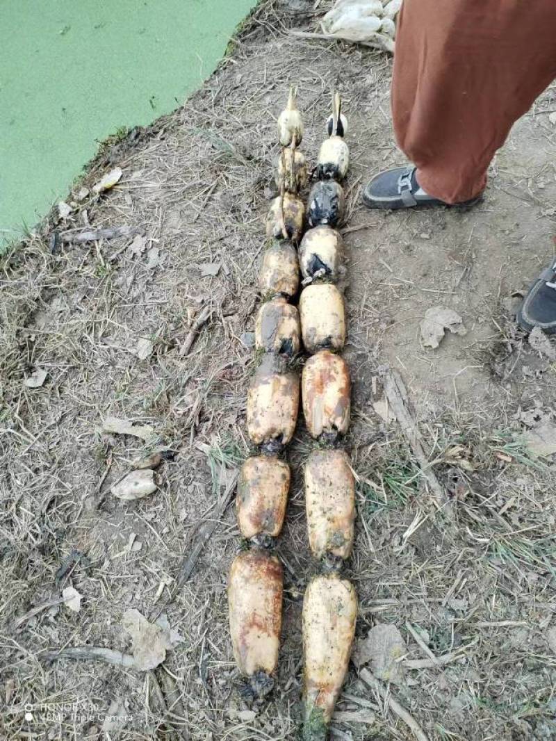 【推荐】湖南益阳精品鄂莲6号莲藕产地直发一手货源