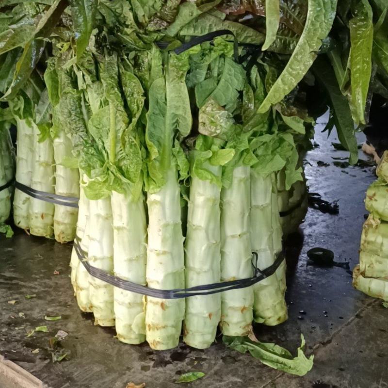 红叶香笋大量上市