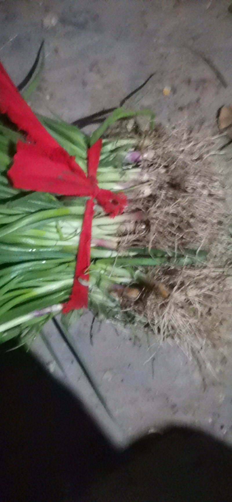 出售自家基地种植二红洋葱苗，基地基地直供洋葱苗，大量有货