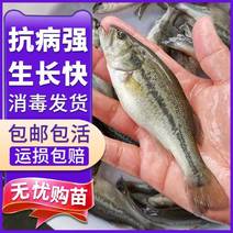 江苏宿豫区加州鲈鱼苗价格免费提供技术，售后全程服务