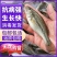 江苏宿豫区加州鲈鱼苗价格优惠免费提供技术，售后全程服务