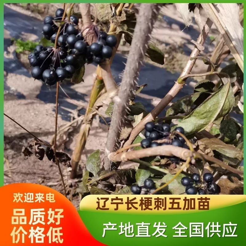 【精品】长梗刺五加苗，短梗刺五加苗，药用，食用买苗送种子