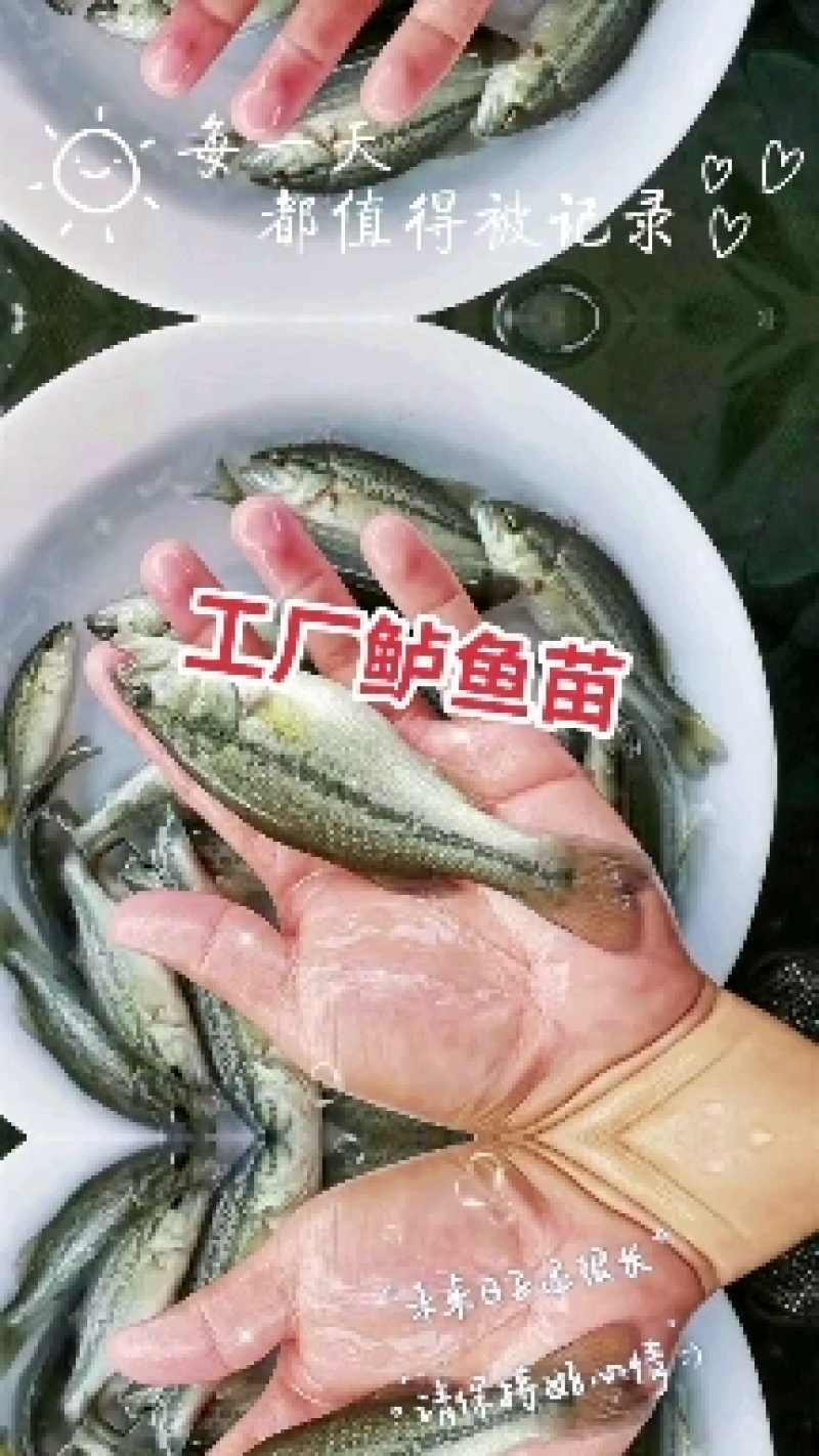 江苏宿豫区加州鲈鱼苗价格优惠免费提供技术，售后全程服务