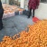 浙江台州三门早熟桔子三门蜜桔