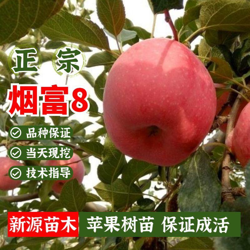 烟富8苹果树苗嫁接苗包成活包结果支持技术指导可签合同