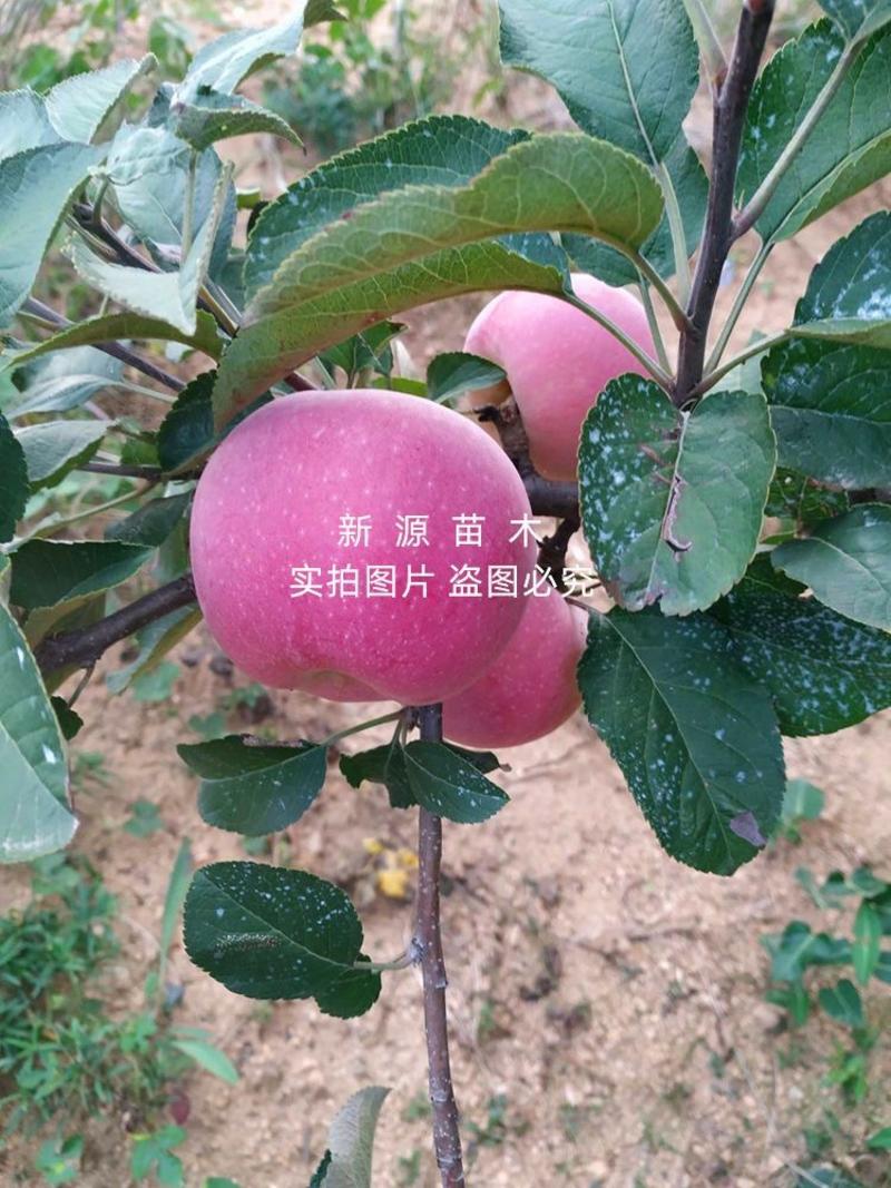 望香红苹果树苗嫁接苗包成活包结果支持技术指导