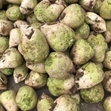 山东精品芥菜疙瘩大量上市产地直发一手货源，量大从优