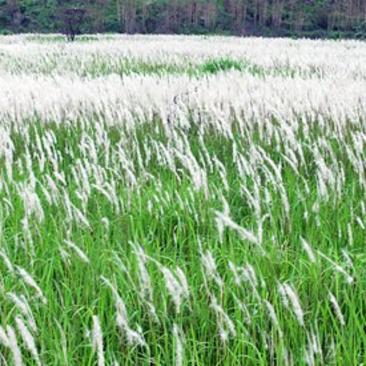 河北艺荷水生出售白茅裸根苗，河道公园绿化工程用苗