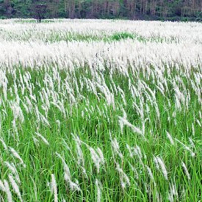 河北艺荷水生出售白茅裸根苗，河道公园绿化工程用苗