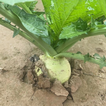 大头菜