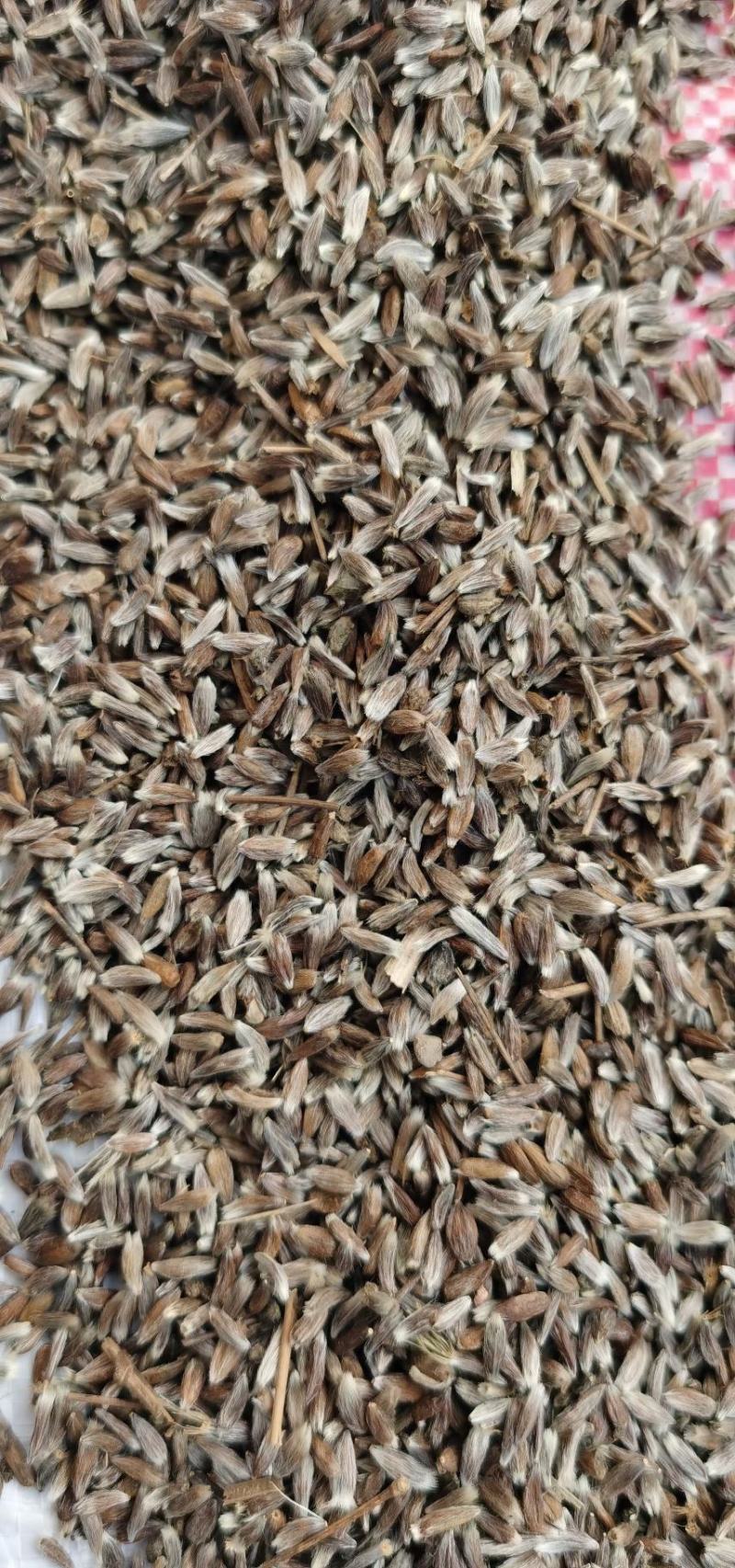 大量出售苍术种子，颗粒饱满，成熟度好，量大优惠！