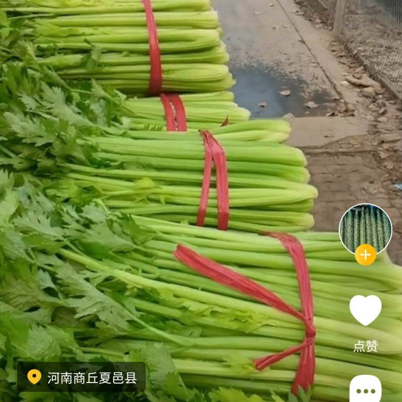 芹菜大量有货，价格便宜