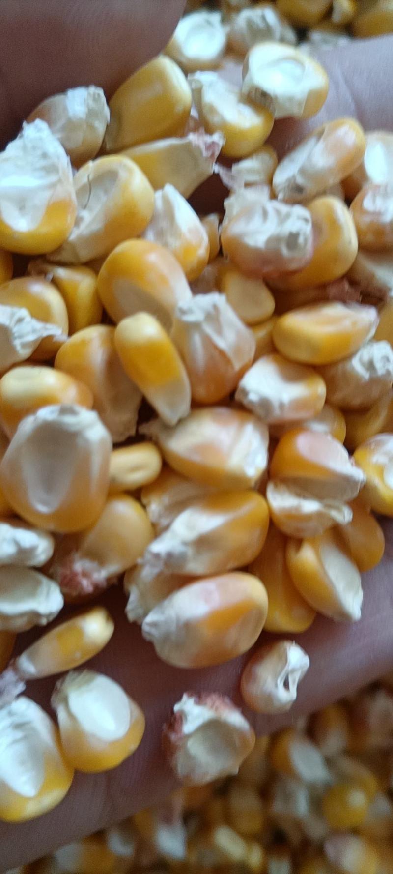 陕西汉中玉米饲料玉米价格优惠质量好欢迎咨询采购
