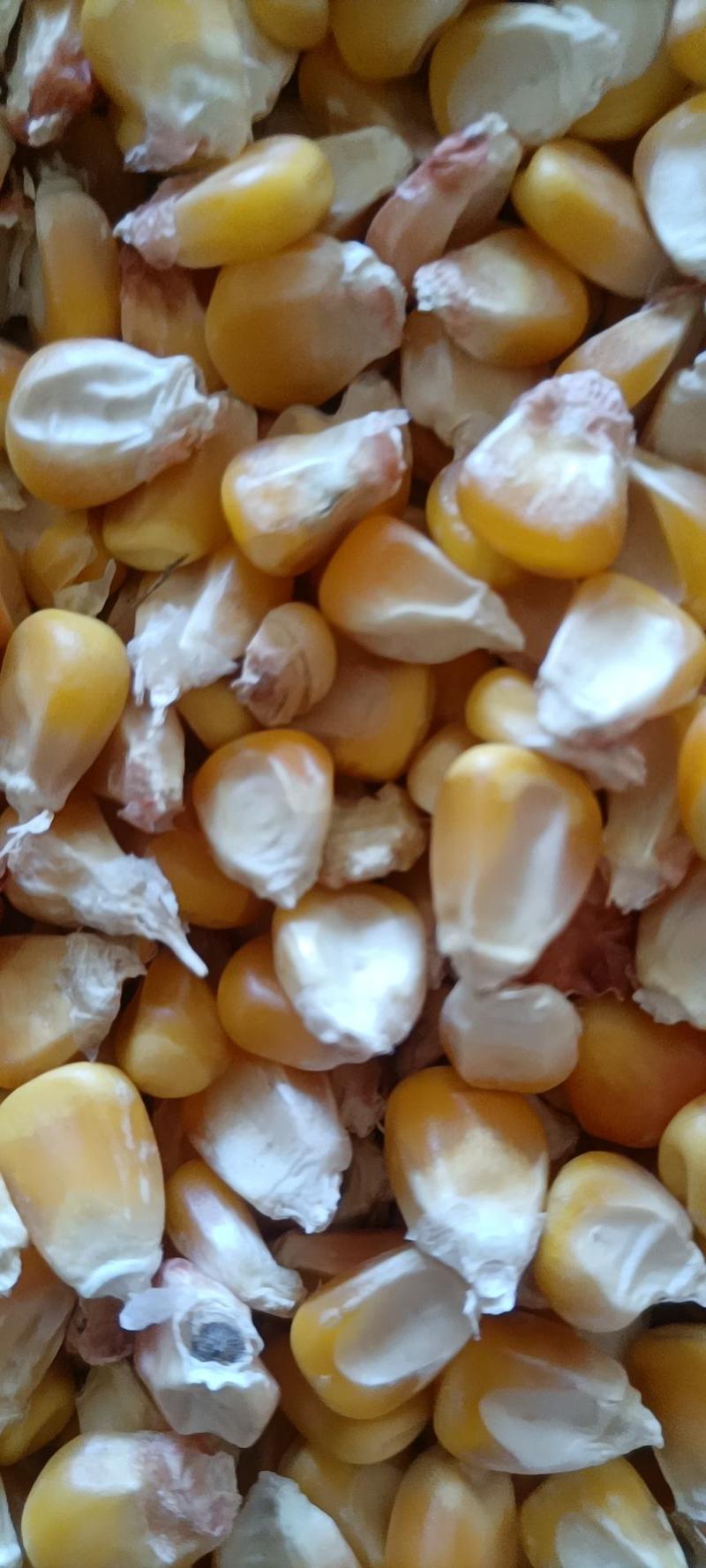 陕西汉中玉米饲料玉米价格优惠质量好欢迎咨询采购