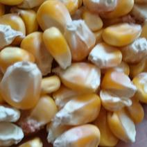 陕西汉中玉米饲料玉米价格质量好欢迎咨询采购